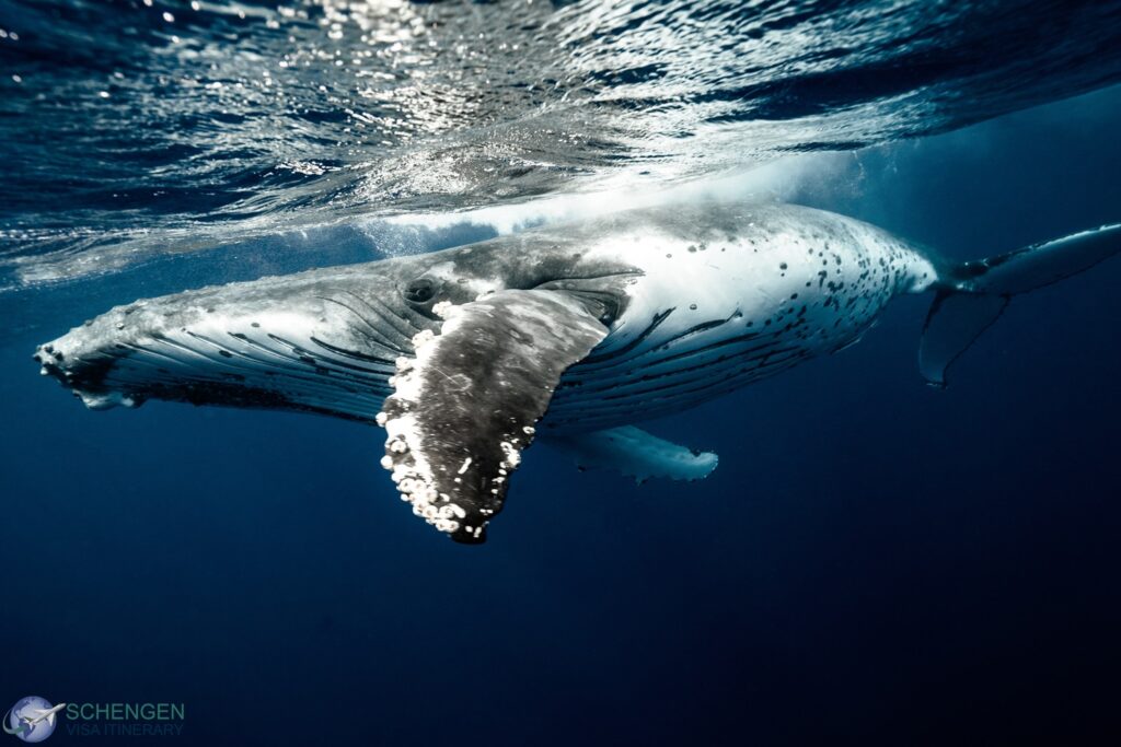 Whale Watching - Top 10 famous places to visit in Iceland